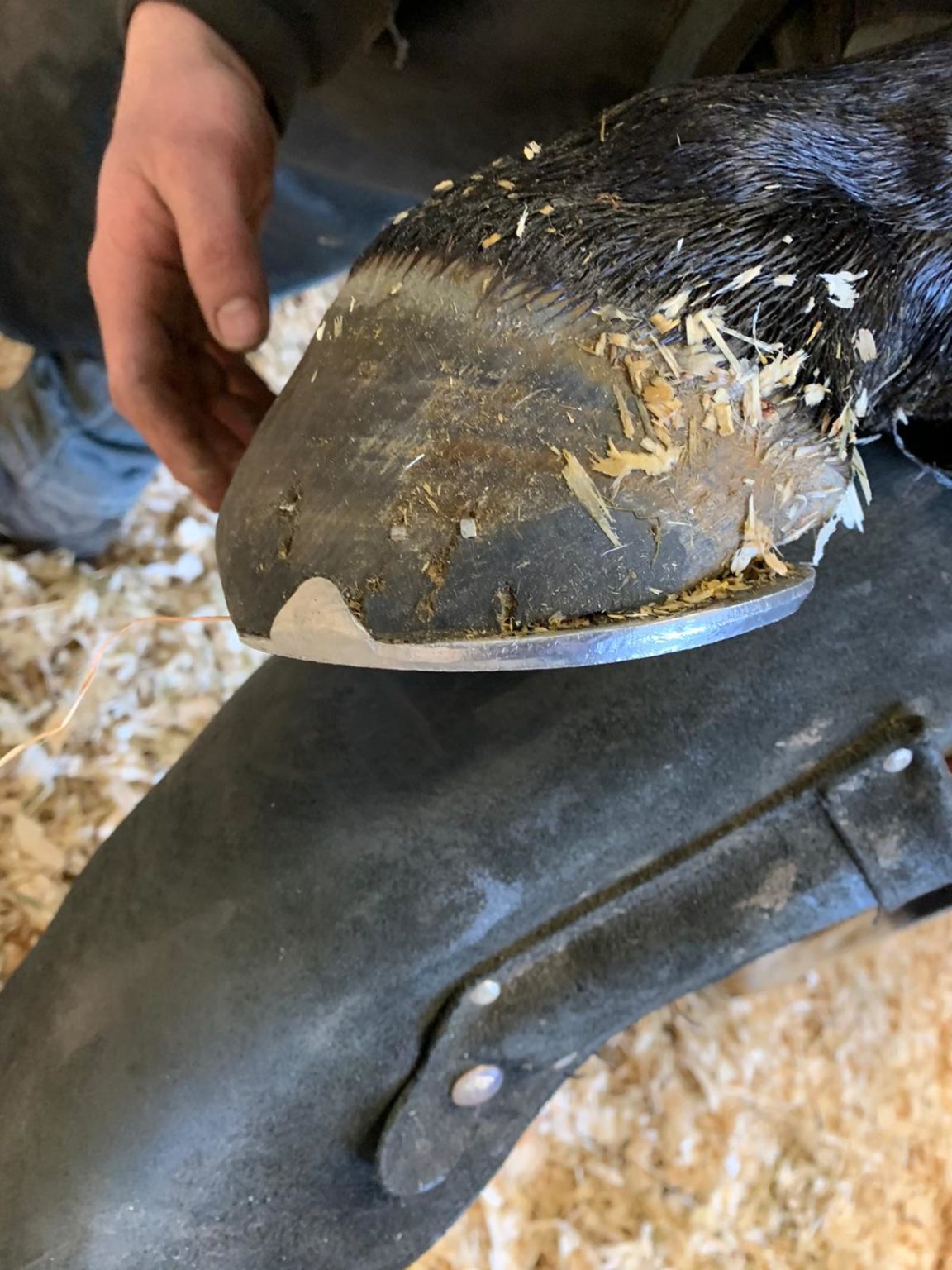 Dragging hind feet Gavin Moody Farriers