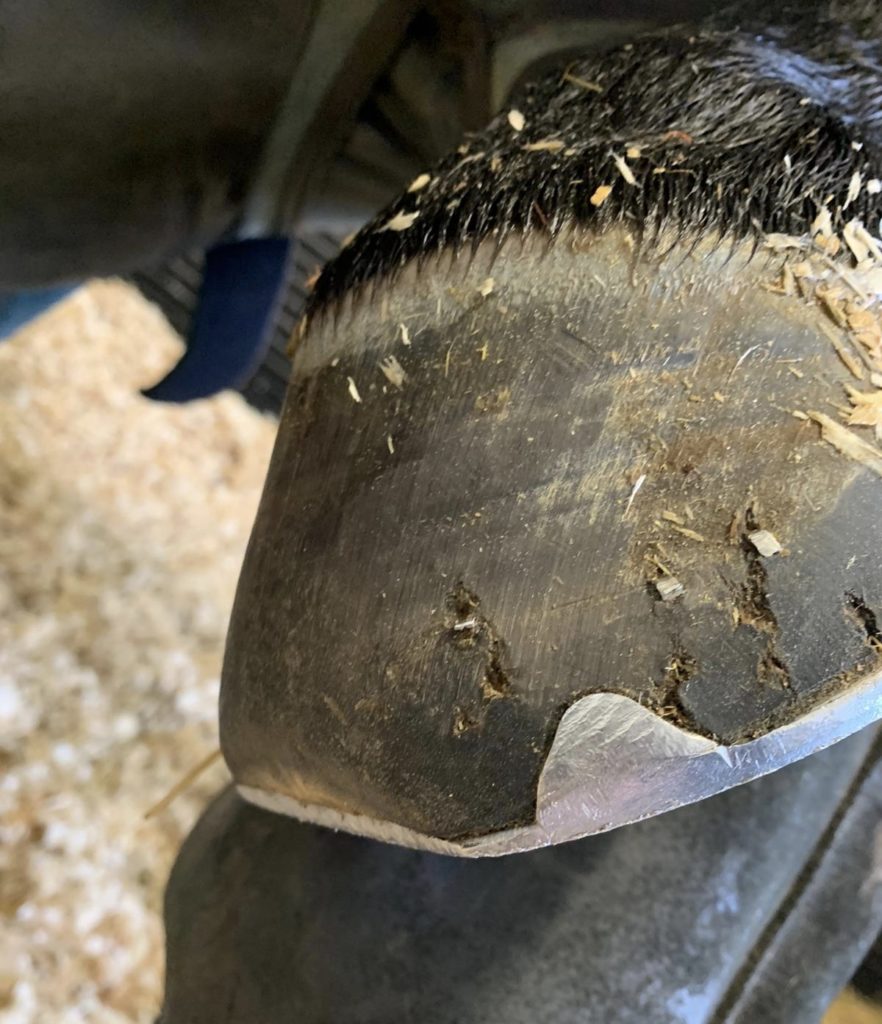 Dragging hind feet Gavin Moody Farriers